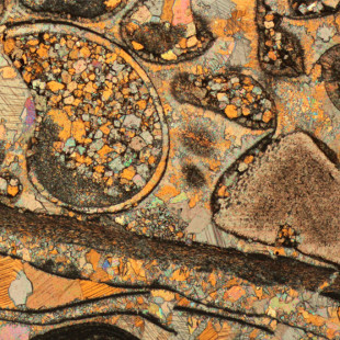 Seconda tappa per Microcosmoart Listening: dopo il Bambin Gesu’ di Pinturicchio,l’immagine al microscopio delle Conchiglie fossili dolomitiche.