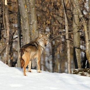 “Tempo di lupi. La storia di un ritorno”  10 febbraio- 28 marzo 2016: intervista a Michele da Pozzo, Direttore del Parco naturale delle Dolomiti d’Ampezzo