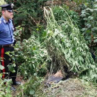 Maxi sequestro di cannabis a Valle di Cadore, quasi 140 chili di piante sequestrate e un arresto da parte dei carabinieri