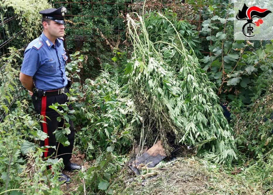 Maxi sequestro di cannabis a Valle di Cadore, quasi 140 chili di piante sequestrate e un arresto da parte dei carabinieri