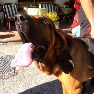 Cani molecolari: 4 giorni di mantrailing a Rocca Pietore