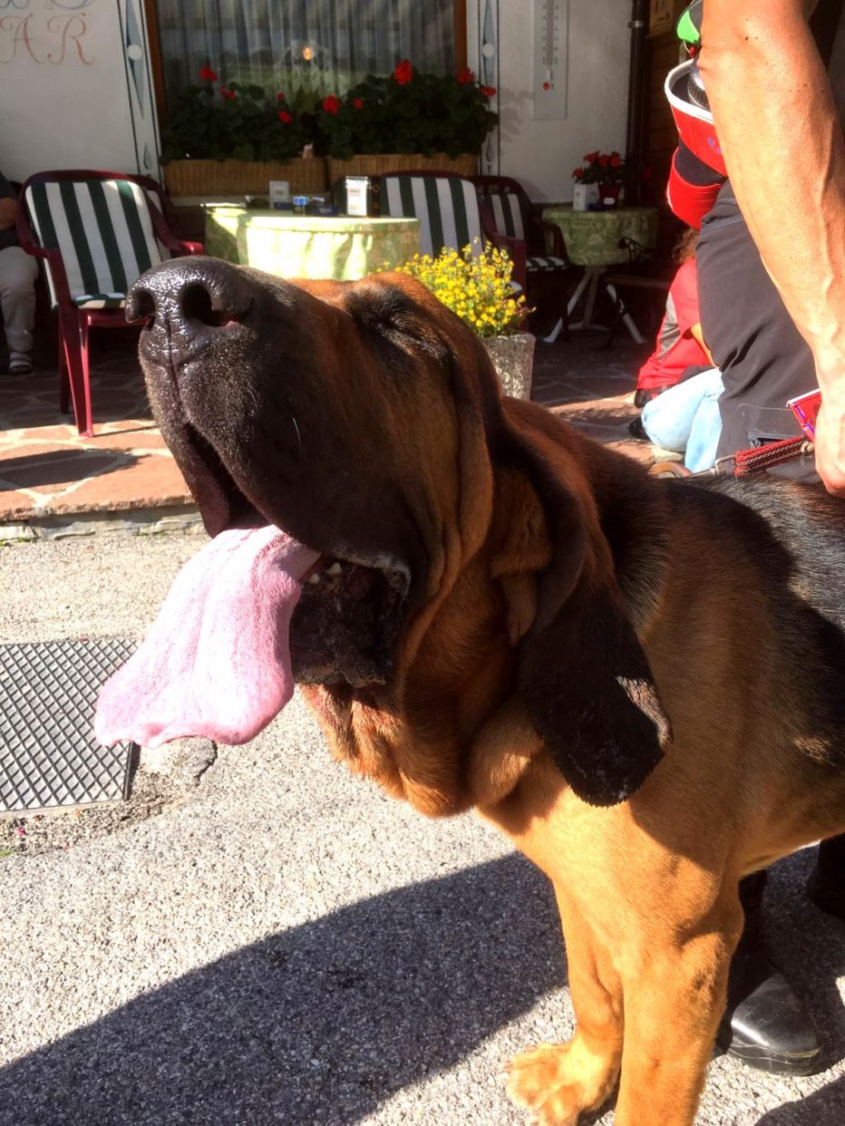 Cani molecolari: 4 giorni di mantrailing a Rocca Pietore