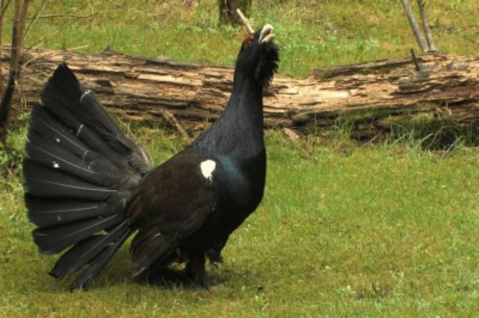 CORTINA: LA POLIZIA PROVINCIALE RECUPERA E LIBERA UN GALLO CEDRONE.