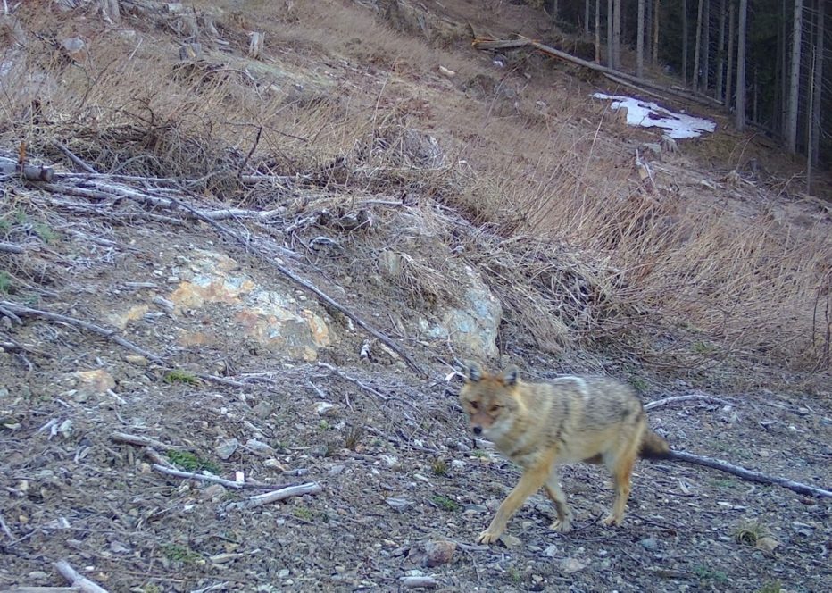 Confermato lo sciacallo dorato è in Comelico