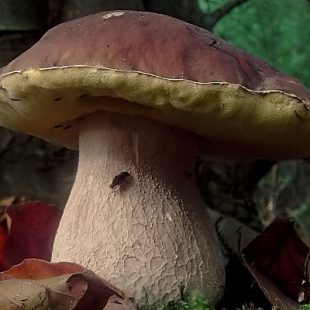 Vademecum per la raccolta dei funghi