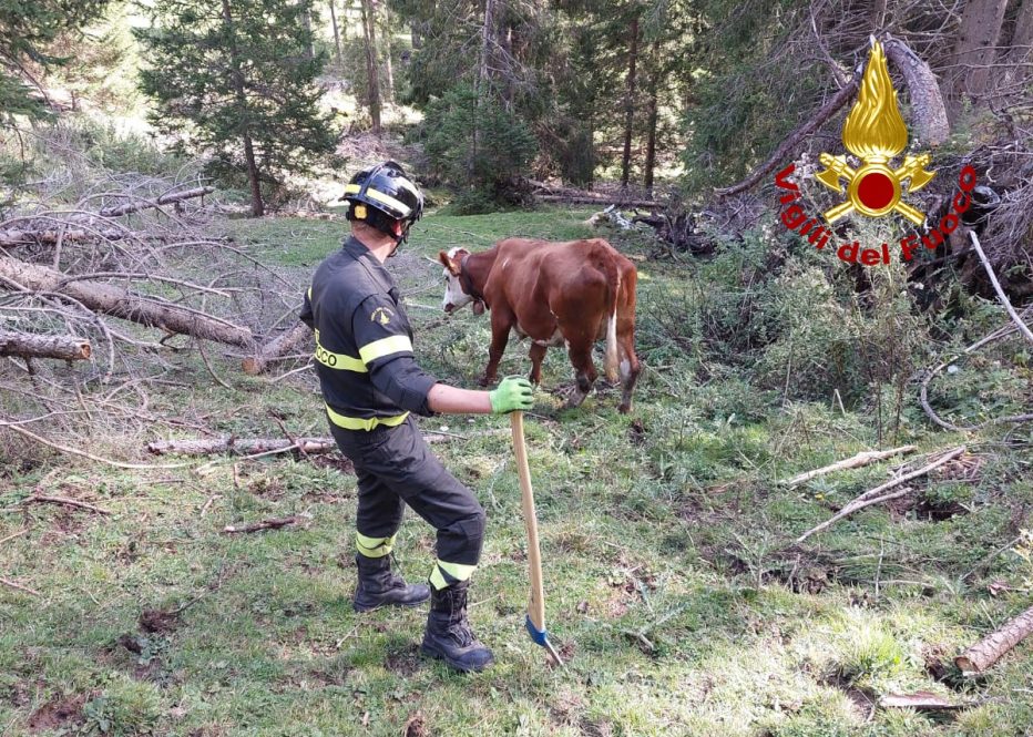 SELVA, I POMPIERI SALVANO UNA MUCCA INCASTRATA TRA GLI SCHIANTI DI VAIA