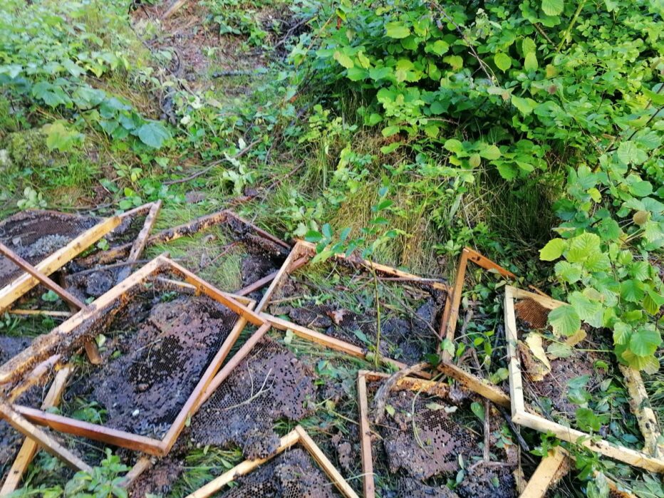 Ancora l’orso, stavolta ha colpito un apiario a Faè (Longarone)