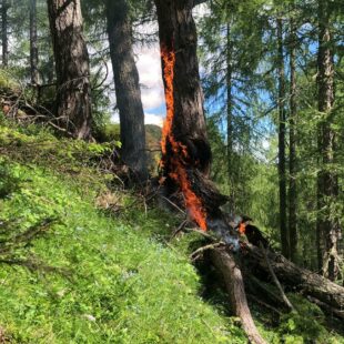 CORPO FORESTALE: INTERVENTO PER UN PRINCIPIO DI INCENDIO.