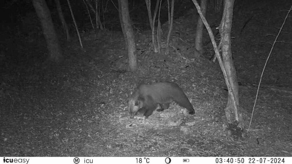 Un orso di passaggio nel Basso Feltrino, l’animale è stato fototrappolato sul Monte Roncon