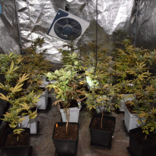 Coltiva marijuana all’interno della propria casa: arrestato dalla Polizia di Stato