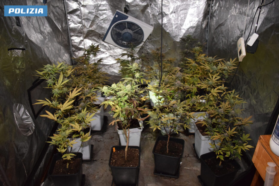 Coltiva marijuana all’interno della propria casa: arrestato dalla Polizia di Stato