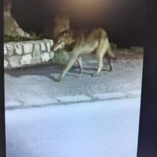 Avvistamento di un lupo nel centro abitato di Cortina d’Ampezzo. Invito alla prudenza