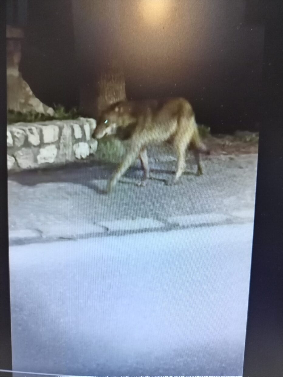 Avvistamento di un lupo nel centro abitato di Cortina d’Ampezzo. Invito alla prudenza
