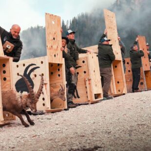 LIBERATI 6 STAMBECCHI A SAN VITO DI CADORE