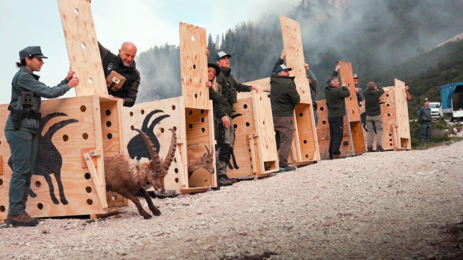 LIBERATI 6 STAMBECCHI A SAN VITO DI CADORE