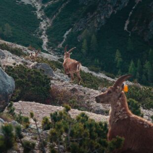 LIBERATI ALTRI 4 STAMBECCHI A SAN VITO DI CADORE