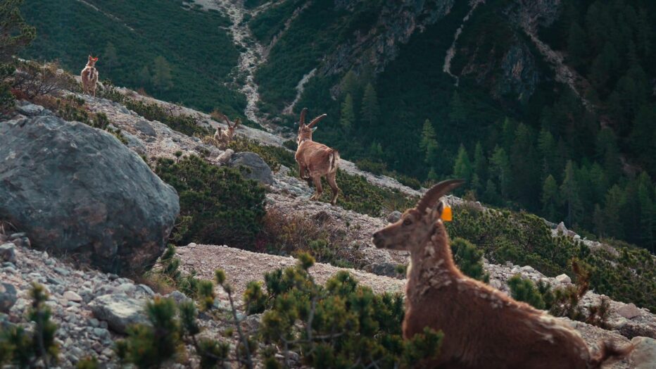 LIBERATI ALTRI 4 STAMBECCHI A SAN VITO DI CADORE