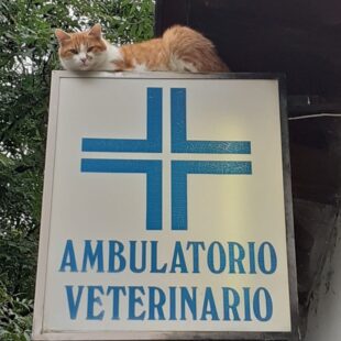 INTERVISTA CON FABIO FRISON, VETERINARIO DI CORTINA D’AMPEZZO: “AD OGGI,NON HO UNA IDEA PRECISA SU QUANDO SARA’ OPERATIVA LA STRUTTURA DI FIAMES”