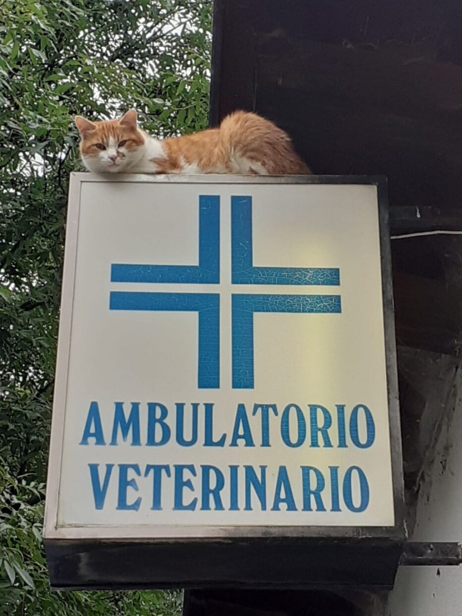 INTERVISTA CON FABIO FRISON, VETERINARIO DI CORTINA D’AMPEZZO: “AD OGGI,NON HO UNA IDEA PRECISA SU QUANDO SARA’ OPERATIVA LA STRUTTURA DI FIAMES”