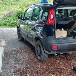 I Carabinieri Forestali sanzionano 24 fungaioli irregolari