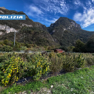 Maxi sequestro di cannabis a Longarone: arrestato un imprenditore agricolo bellunese