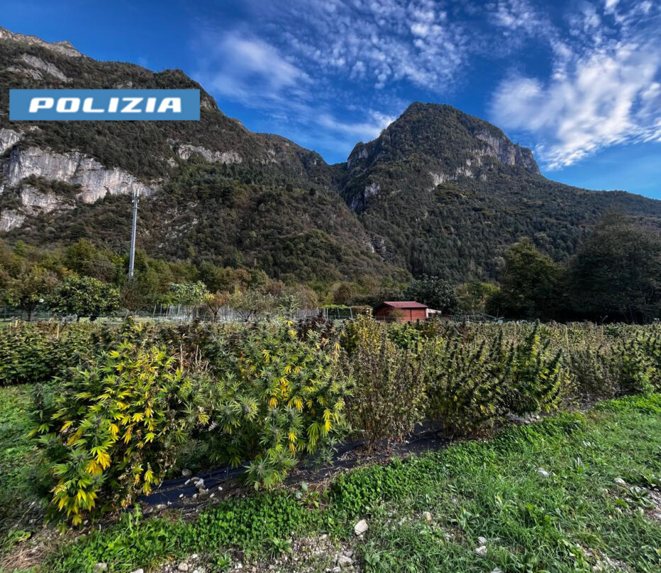 Maxi sequestro di cannabis a Longarone: arrestato un imprenditore agricolo bellunese