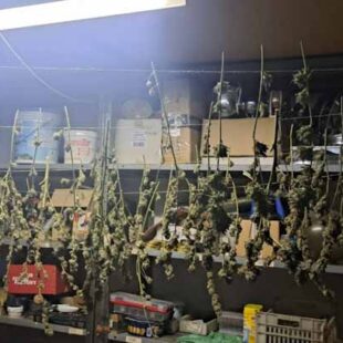 Importante sequestro di marijuana: arrestato un uomo, scoperta serra artigianale nel giardino di casa.