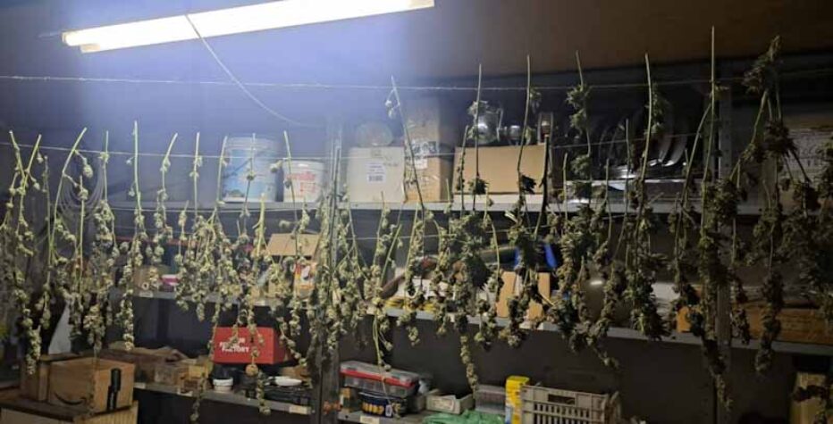 Importante sequestro di marijuana: arrestato un uomo, scoperta serra artigianale nel giardino di casa.