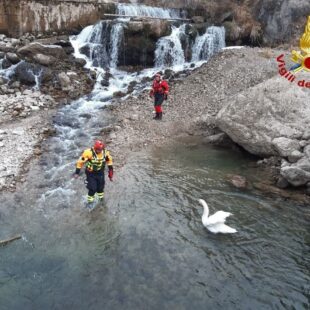 ALLEGHE. SALVATAGGIO DI UN CIGNO IN DIFFICOLTÀ