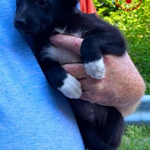 RECUPERATI DUE CUCCIOLI ABBANDONATI A CHIES D’ALPAGO