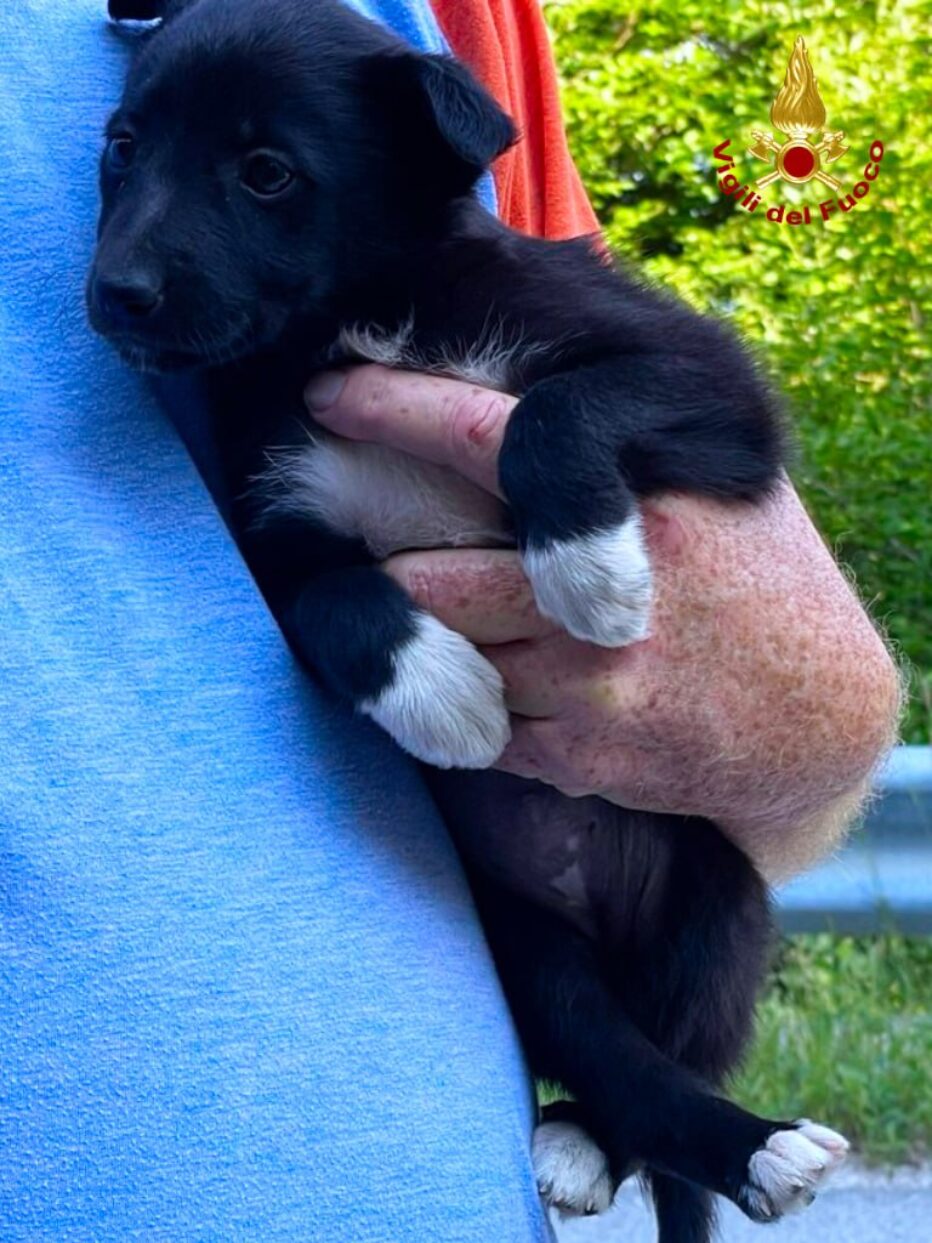 RECUPERATI DUE CUCCIOLI ABBANDONATI A CHIES D’ALPAGO